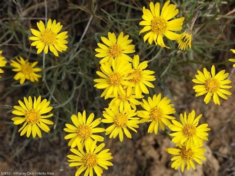 Linear-leaf Daisy (Erigeron linearis) Also called a Desert Yellow Daisy ...