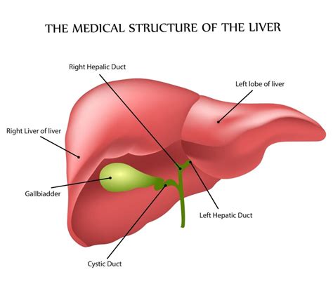 Liver Diagram With Labels Liver Anatomy And Function Anatomy | Images and Photos finder