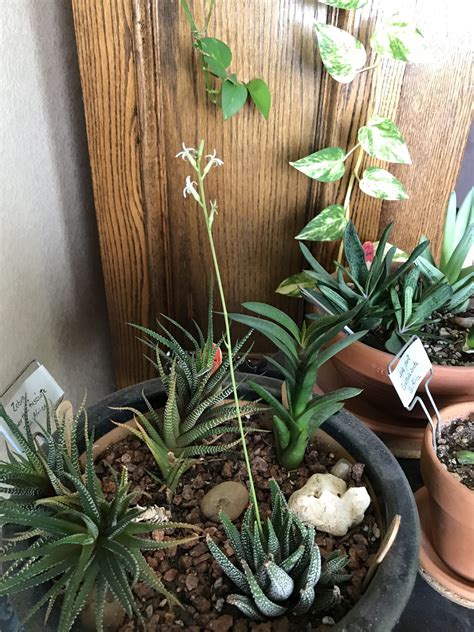 Haworthia Flowering Stem Bloom: Enjoy the Full Beauty of Spring - Garden Go Time