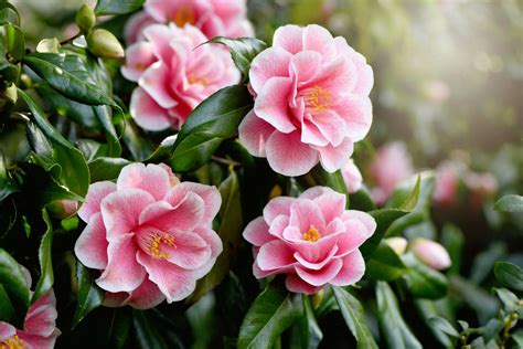 Camellia Japonica Shrub