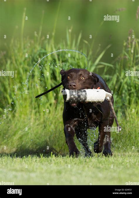 A Chocolate lab training for duck hunting Stock Photo - Alamy