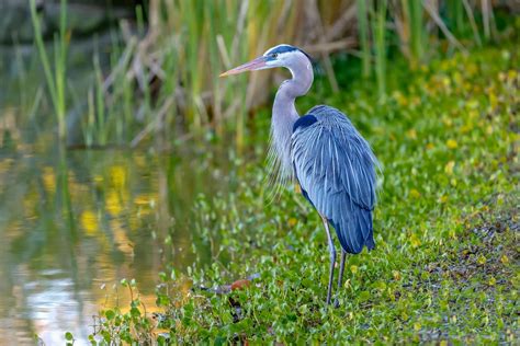 11 fascinantes animales de los pantanos