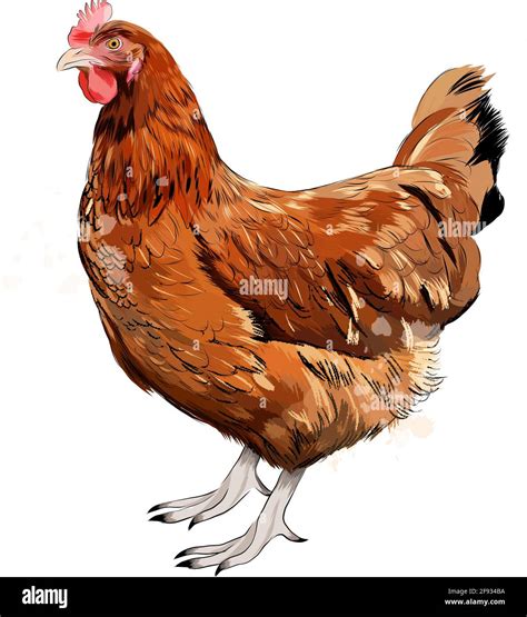 Brown hen, chicken from a splash of watercolor, colored drawing ...