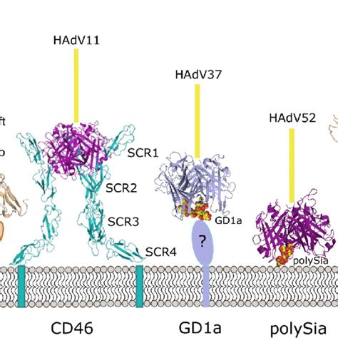 A schematic drawing of Human Adenovirus, showing the major capsid ...