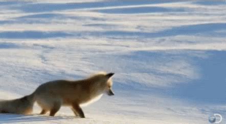 Pounce Snow GIF - Pounce Snow Fox - Discover & Share GIFs