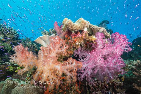 Beautiful pristine tropical coral reef in Fiji, Dendronephthya photo ...