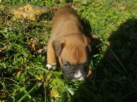 Full blooded fawn Boxer puppies Charlotte - Puppies for Sale Near Me