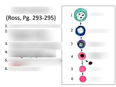 erythropoiesis Diagram | Quizlet