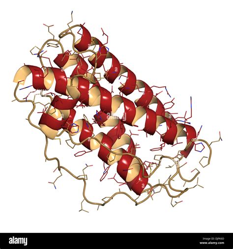 Granulocyte colony-stimulating factor (GCSF, filgrastim) molecule Stock Photo: 63039269 - Alamy