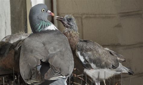 Pigeon Nest On A Ledge