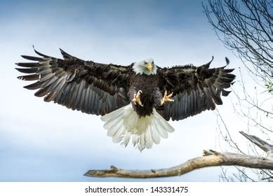 American Bald Eagle Landing On Branch Stock Photo 143331475 | Shutterstock