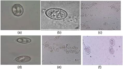 Epidemiology and identification of Eimeria species affecting poultry in ...