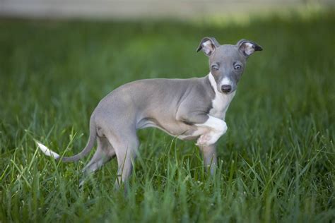 Italian Greyhound puppy Phillipa Fiona Thing McCain at 9 weeks. Photo ...