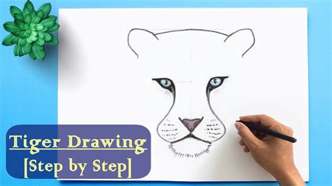 How to Draw a Tiger step by step ॥ Easy Tiger Drawing for Beginner