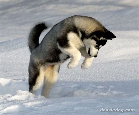 Siberian husky puppies wallpaper « Nat Geo Adventure