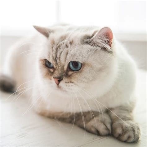 17 Small Cat Breeds: Cat Sizes and Personality Traits