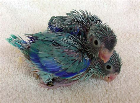 New Baby Parrotlet Photos – 2 – 3 1/2 weeks! | Parrotlet Babies