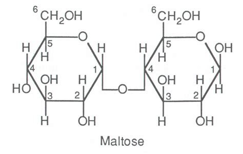 winnie the goose: Maltose