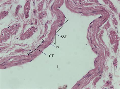 Simple Squamous Epithelium Slide