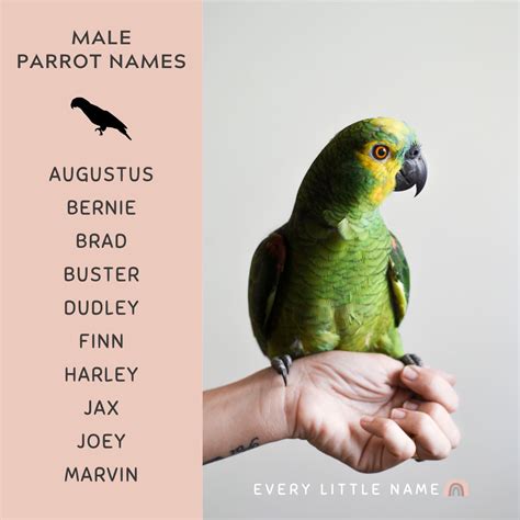 210+ Best Parrot Names (Cute, Funny, and Mac-awesome) - Every Little Name