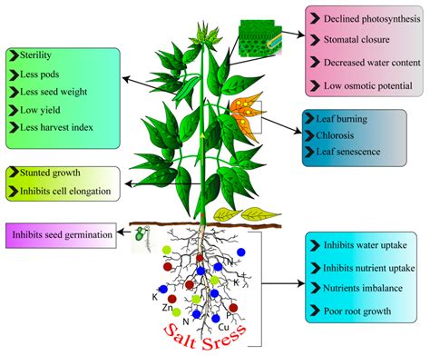 IJMS | Free Full-Text | Grain Legumes and Fear of Salt Stress: Focus on ...