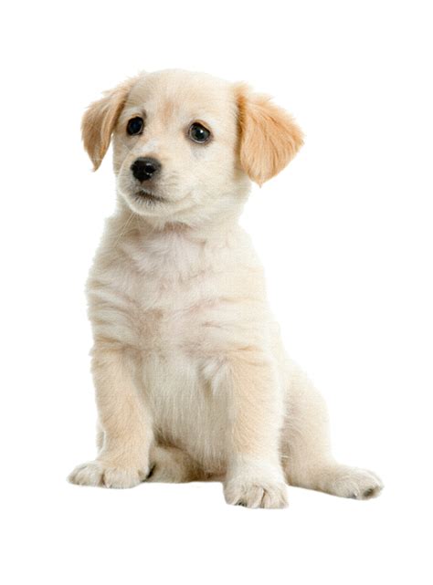 White Puppy PNG Cutout | PNG All