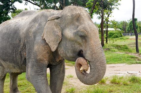 Sponsor JumNong - Thai Elephant Refuge