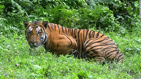 6 Bengal Tiger Poachers Killed During Shootout at National Park in ...