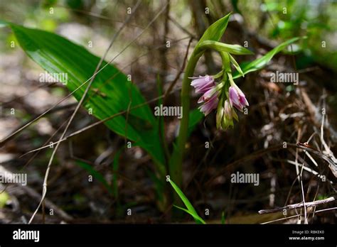 Pink flower, Hiking through Cape Hillsborough National Park, Queensland, Australia Stock Photo ...