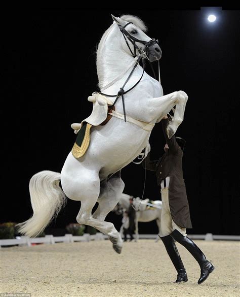 Lipizzan stallion Pluto Malina, performs an "airs aabove the ground ...