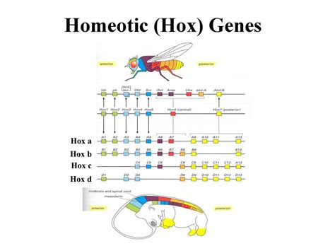 Stage 10 Human Embryo (~ 22 Days) - ppt download