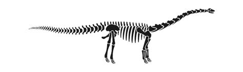 Premium Vector | Lirainosaurus dinosaur skeleton prehistoric animal ...