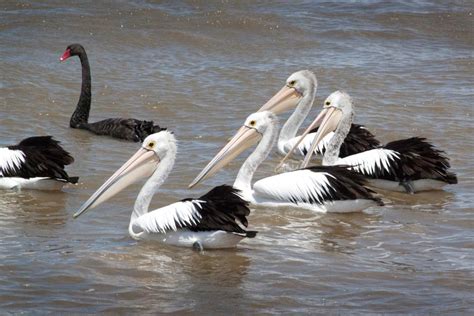 6 things you might not know about the Coorong