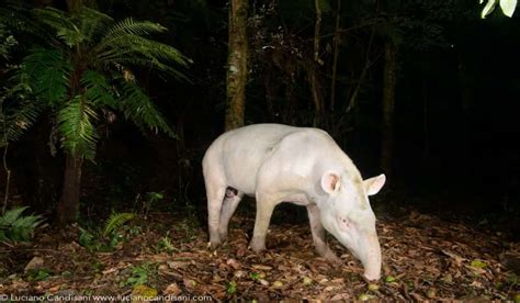 Legendary Albino Tapir Photographed for the First Time in Brazil ...