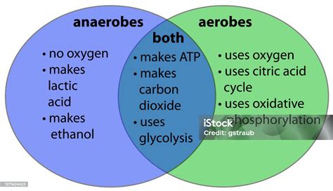 Anaerobic Vs Aerobic Bacteria