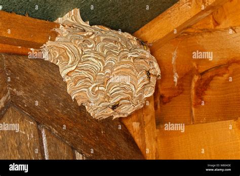 Common wasp (Vespula vulgaris) nest in garden shed showing wasps ...