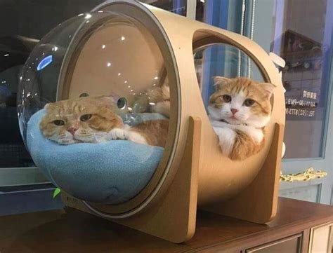 Camas para gatos cósmicos | Camas de gato, Estantes de gato, Muebles para mascotas