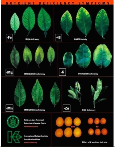 Plant Nutrient Deficiency Leaf Illustrations and Charts Reference Guide ...