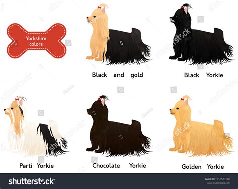 Set Different Colors Yorkshire Terrier Dog: vetor stock (livre de ...