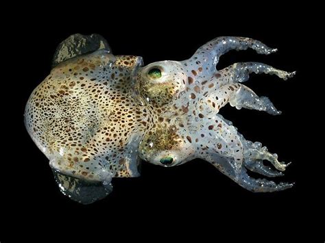 Bioluminescent Squid Species Could Help Humans Repel Flesh-Eating Bacteria | Bioluminescent ...