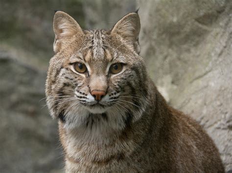 Bobcat | North Carolina Zoo