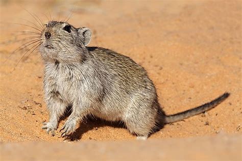 10 Animals Native to Egypt - WorldAtlas.com