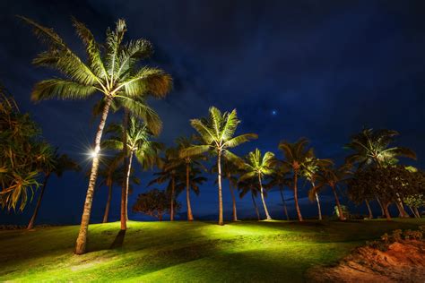 Palm Tree Full HD Wallpaper and Background Image | 2250x1500 | ID:371506