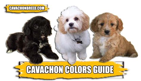 Cavachon Coat Colors – Complete Guide - Cavachon Breed