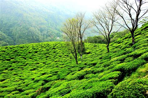 Tea garden,Darjeeling,WB,. - PixaHive