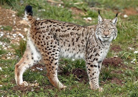 Eurasian Lynx: Solitary Predator with Unique Hunting Skills