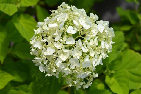 Smooth hydrangea stock photo. Image of nature, garden - 120109710