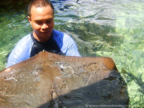 Manila Ocean Park: Sharks and Rays Encounter | Anne's Scribbles and Doodles