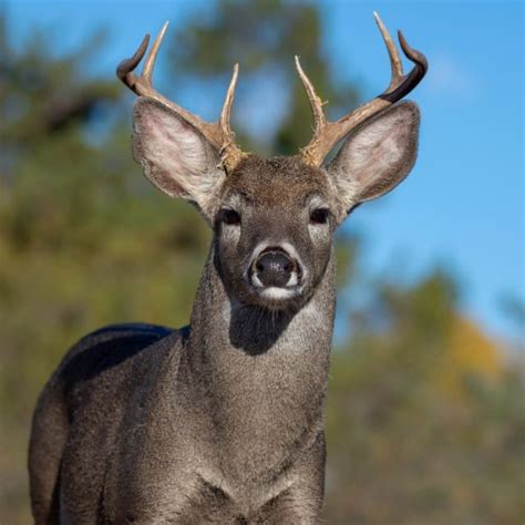 Coues Deer Facts & Information (subspecies of White Tailed Deer)