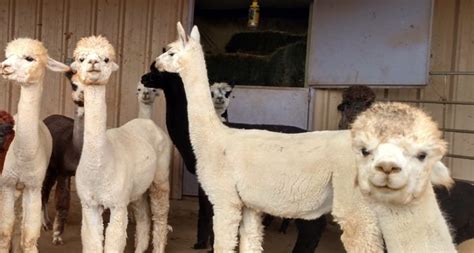 Natural Alpaca Colors